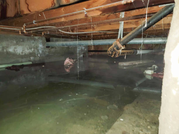 Best Carpet water damage restoration  in Concord, MI